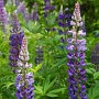 <p align="left">Les lupins, plante qui fleurit au bord des routes des Maritimes.